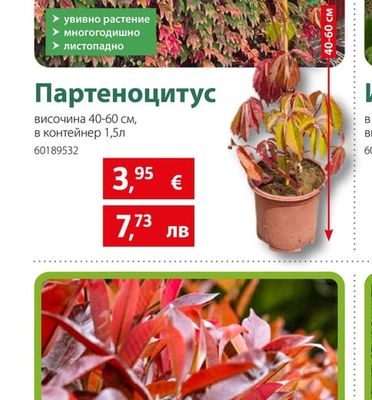 Партеноцитус