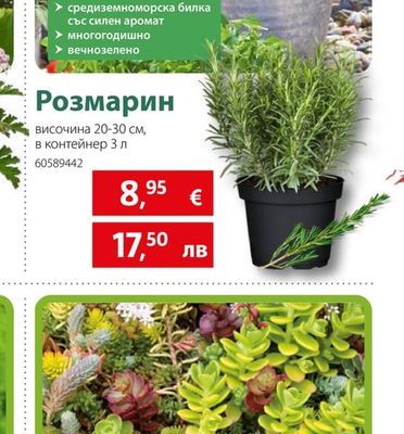 Розмарин