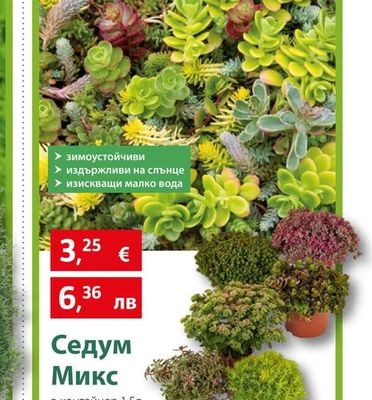 Седум Микс