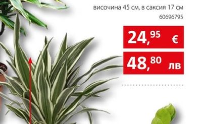 Dracaena Golden Coast