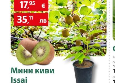 Мини киви Issai