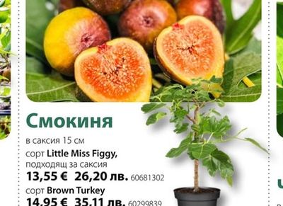 Смокиня