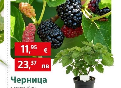 Черница