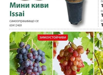 Грозде Микс