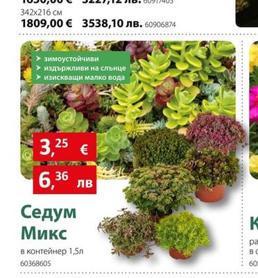 Седум Микс
