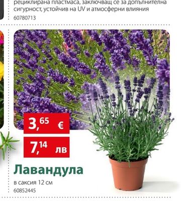 Лавандула