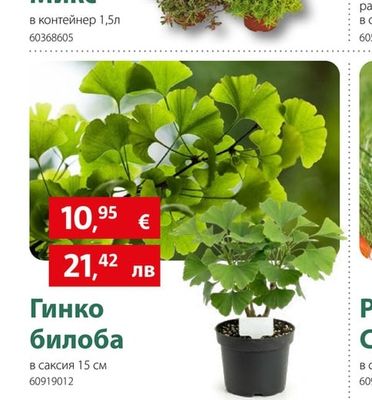 Гинко билоба