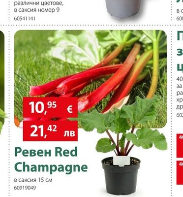Ревен Red Champagne