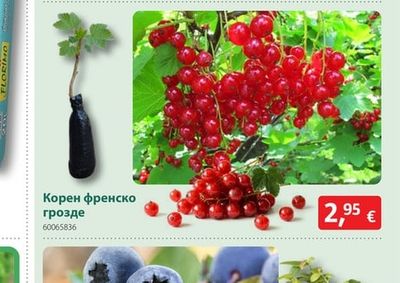 Корен френско грозде