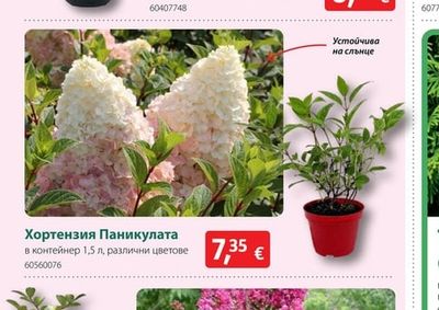 Хортензия Паникулата