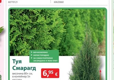 Туя Смарагд