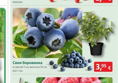 Синя боровинка