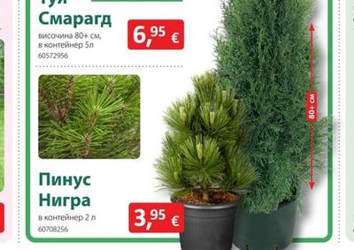 Пинус Нигра