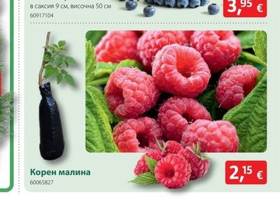 Корен малина
