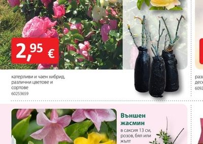 Корен рози