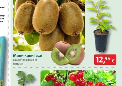 Мини киви Issai