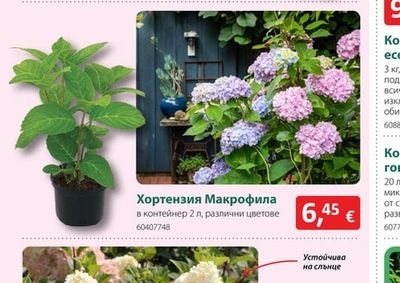 Хортензия Макрофила