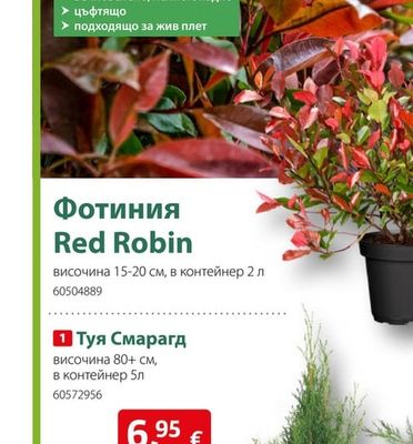 Фотиния Red Robin