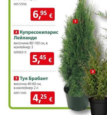 Купресокипарис Лейланди
