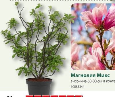 Магнолия Микс