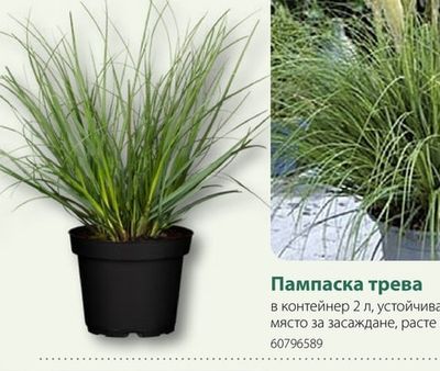 Виола Микс