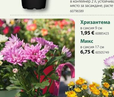 Пампаска трева