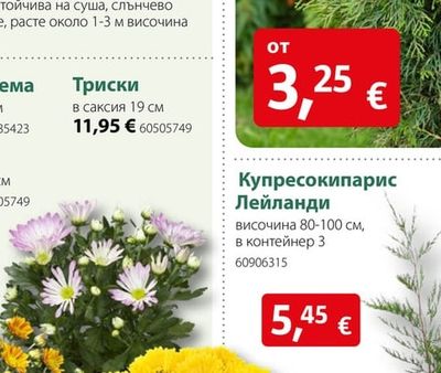 Купресокипарис Лейланди