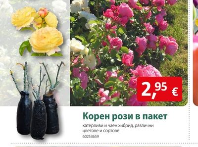 KIEPENKERL Корен рози в пакет