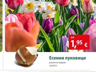 Есенни луковици