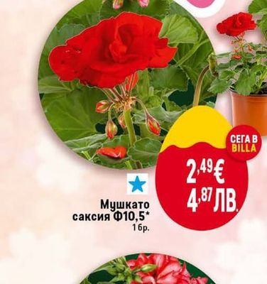 Мушкато саксия Ф10,5*