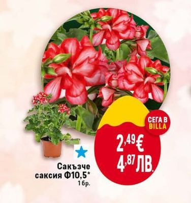 Сакъзче саксия Ф10,5*
