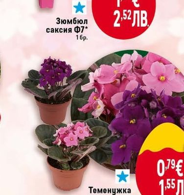 Теменужка саксия Ф9*