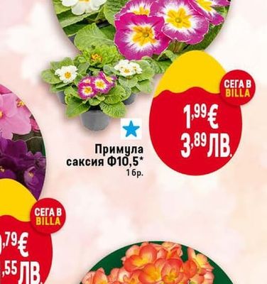 Бегония саксия Ф13*