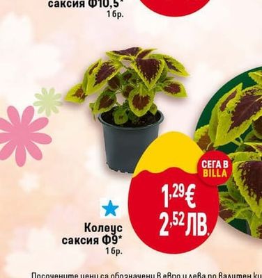 Колеус саксия Ф9*