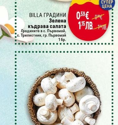 BILLA ГРАДИНИ Зелена къдрава салата