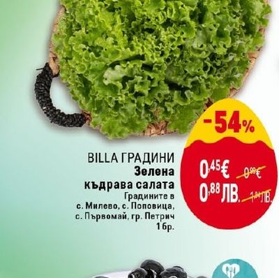 BILLA ГРАДИНИ Зелена къдрава салата