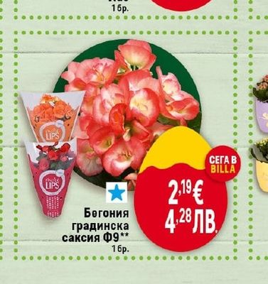 Бегония градинска саксия Ф9**