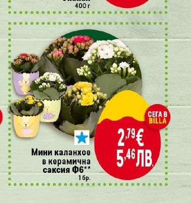 Мини каланхое в керамична саксия Ф6**