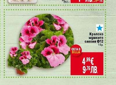 Гъби печурки