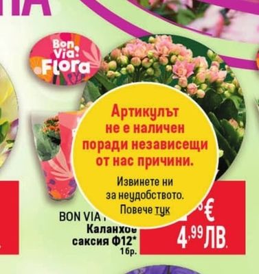 BON VIA Каланхое