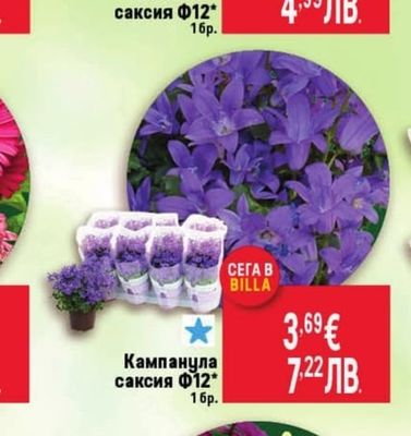Кампанула