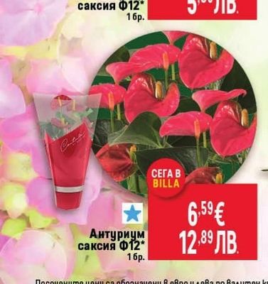 Антуриум
