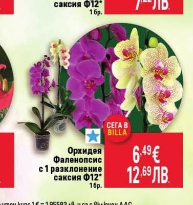 Орхидея Фаленопсис