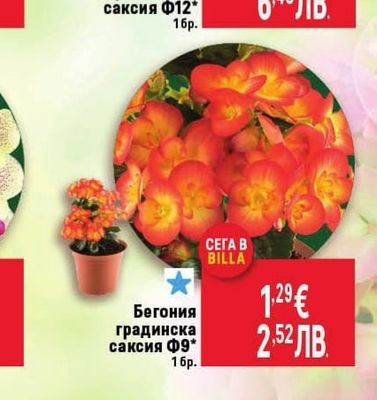 Бегония градинска