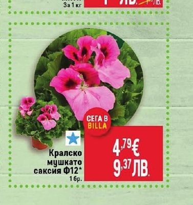 Картофи жълти Мити
