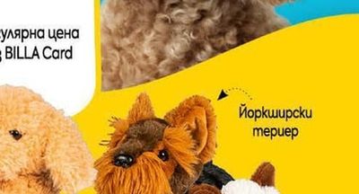 Европейска късокосместа komka