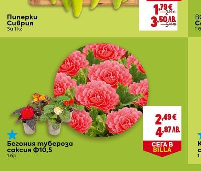 Бегония тубероза саксия Ф10,5