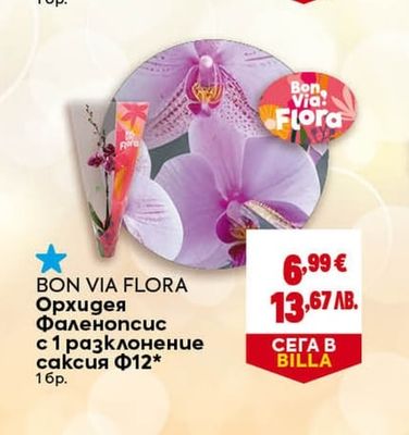 BON VIA FLORA Орхидея Фаленопсис с 1 разклонение саксия Ф12*