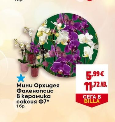 Мини Орхидея Фаленопсис в керамика саксия Ф7*