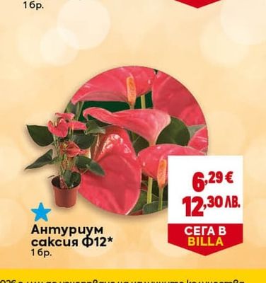 Антуриум саксия Ф12*